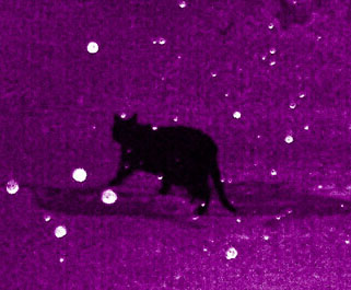 sad cat in snow