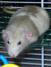 Fat Flat Splat Rat (Carter)