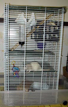 The Rat Castle