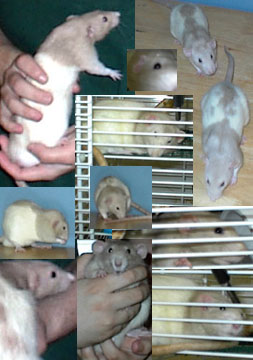 Ratties