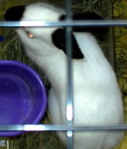 That bowl is a toy