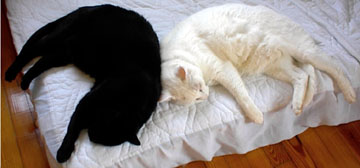 Yin & Yang, in an evil plot to keep the bed unmade.